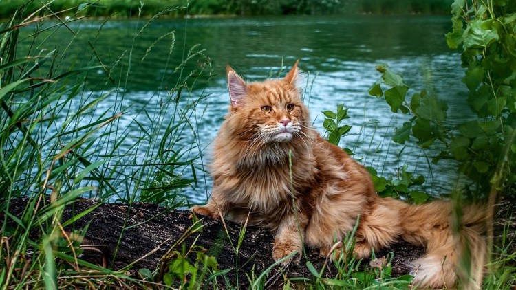 Кот Мейн кун