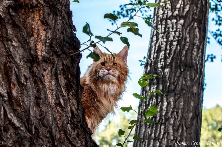 Мейн кун дикий