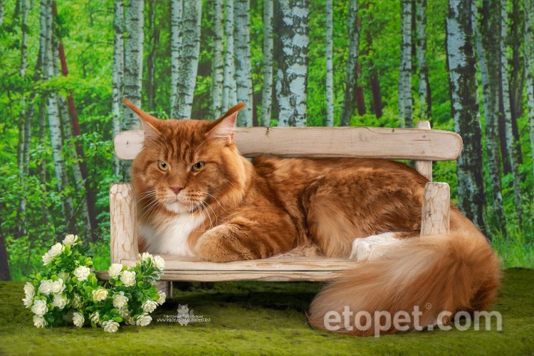 Анитакун питомник Мейн-кунов