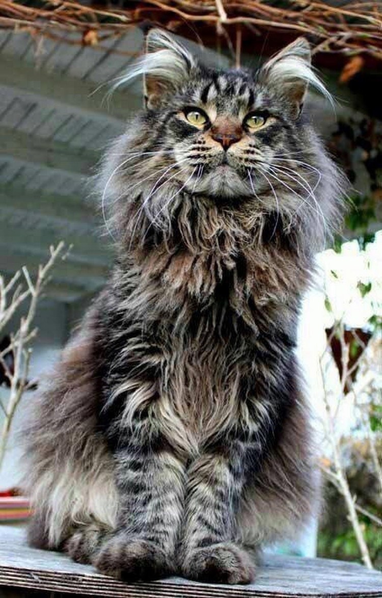 Мейн кун на черном фоне