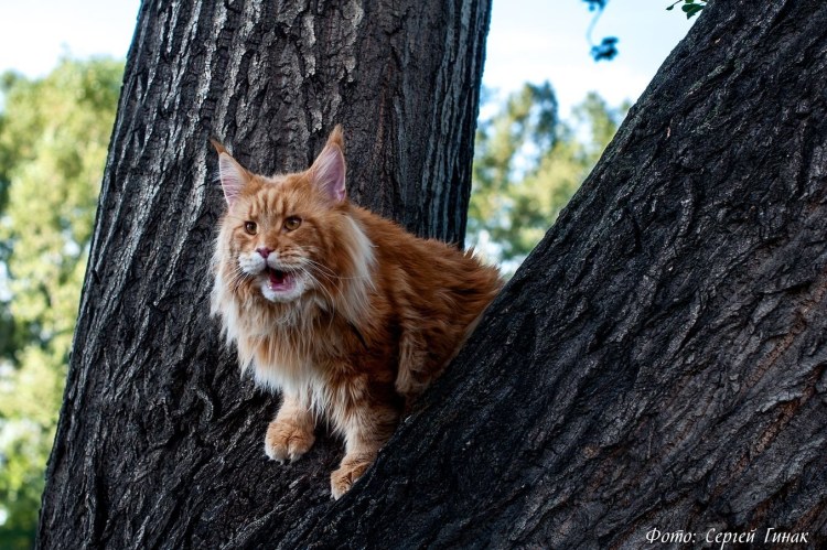 Мейн кун дикий