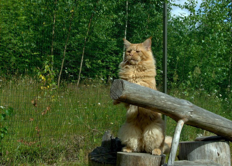 Мейн кун Лесной