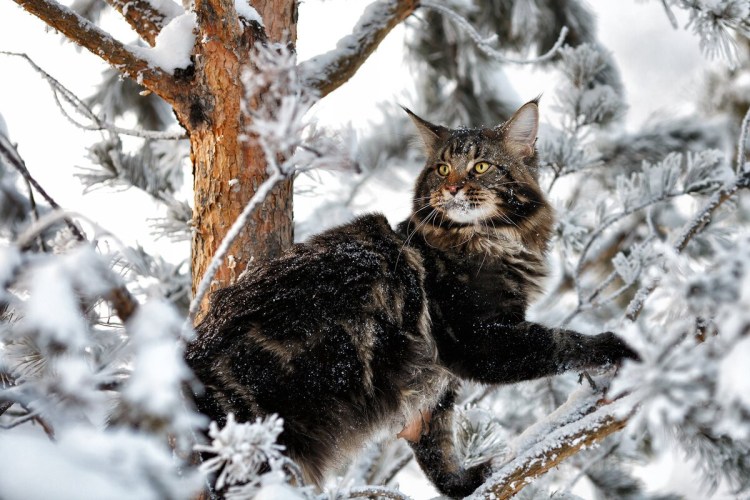 Дикие Мейн куны в природе