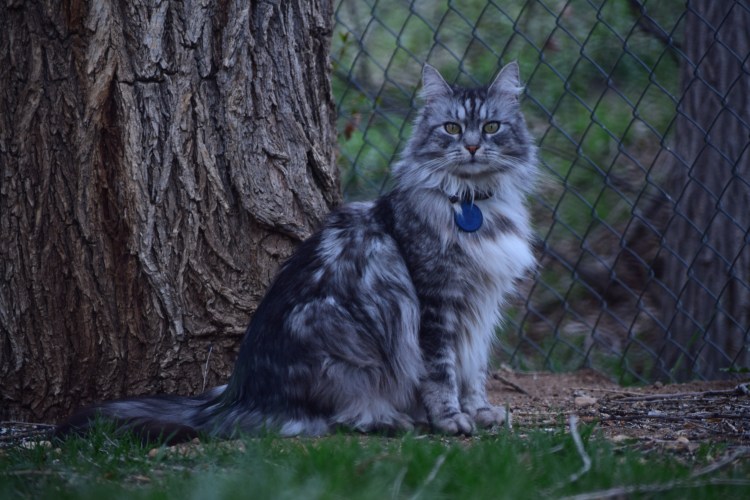 Мейн кун на улице