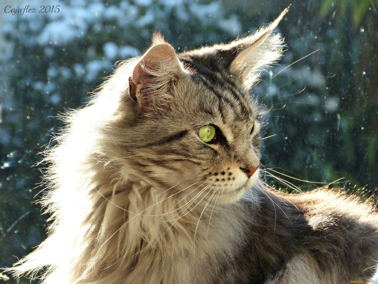 Белый Мейн кун полидакт