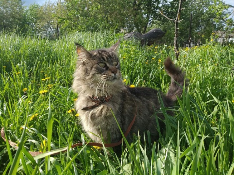 Норвежская Лесная кошка и Мейн кун