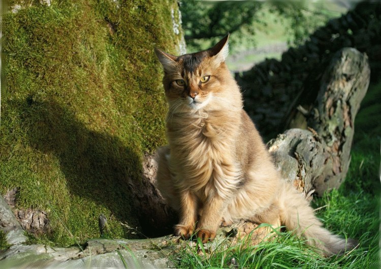 Мейнкун кот