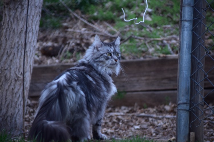 Норвежская длинношерстная Лесная кошка