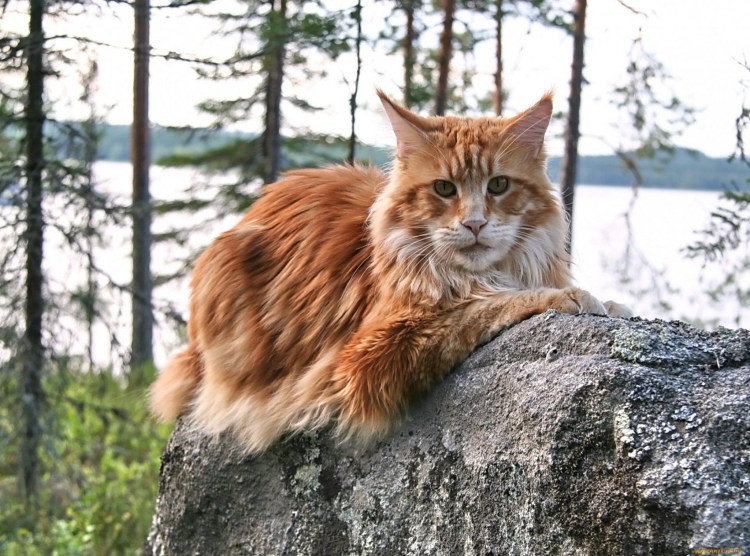 Сомалийская кошка рыжая