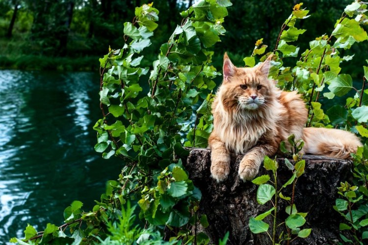 Серый Лесной кот