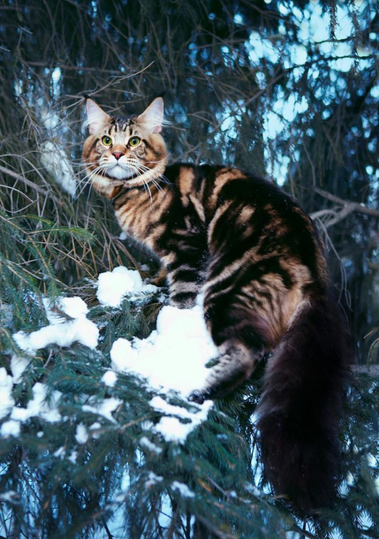 Норвежская Лесная кошка скоггкэт