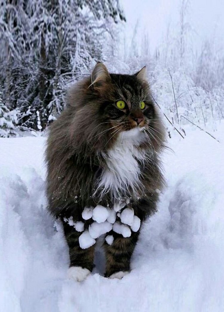 Мейкун рыжий пушитстый