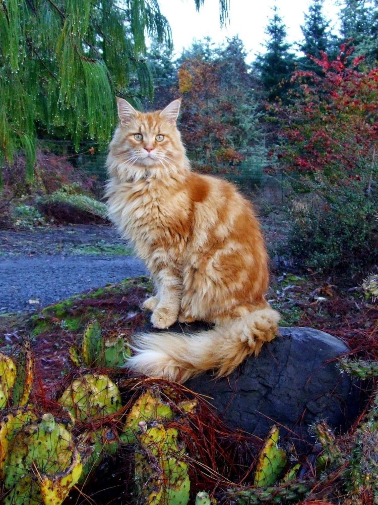 Огромный Мейн кун на газоне