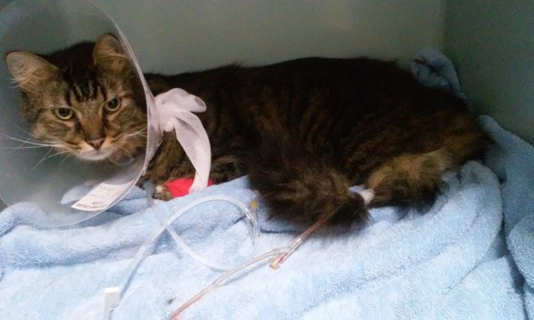 Котик болеет