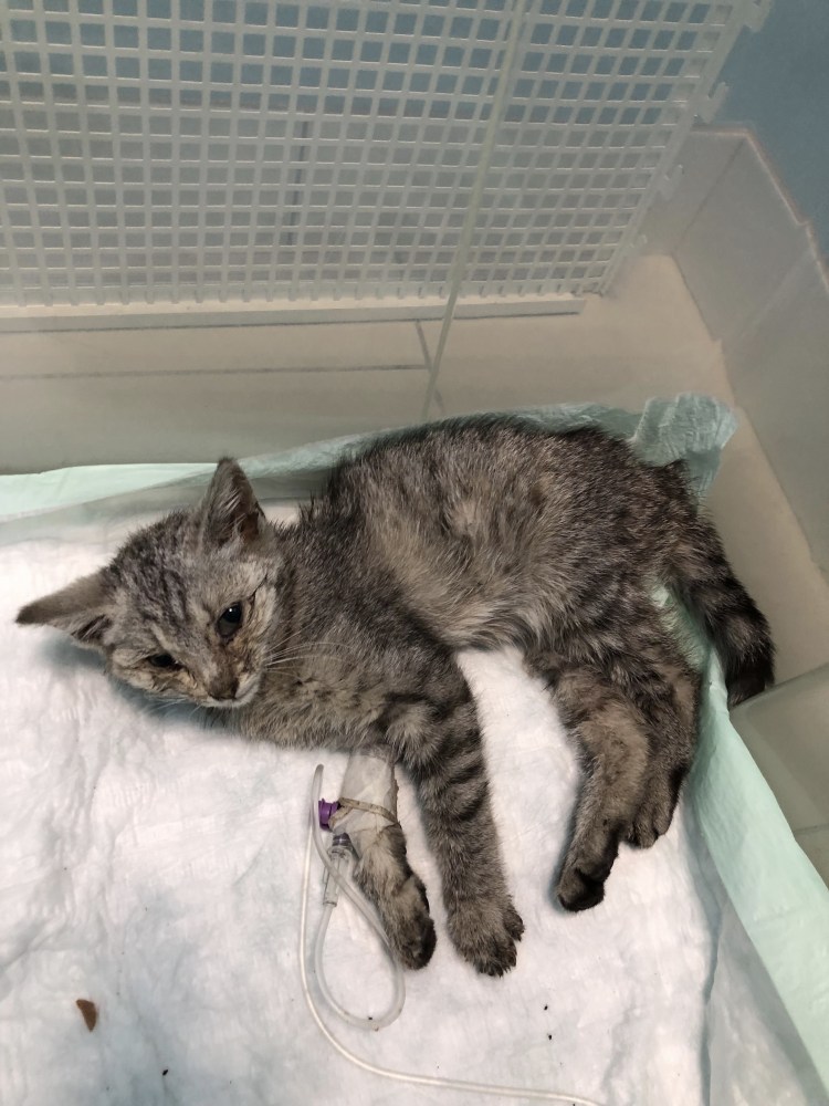 Панлейкопения симптомы