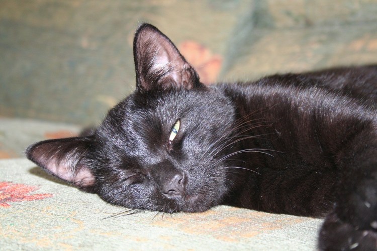 Панлейкопения (Кошачья чума)