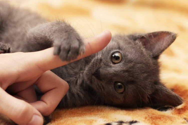 Кошка чихает