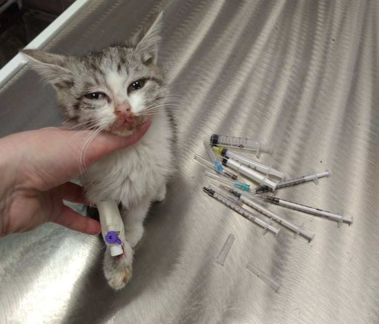 Чума кошек панлейкопения