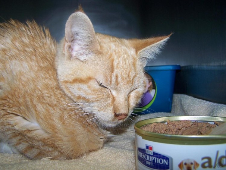 Панлейкопения кошачьих