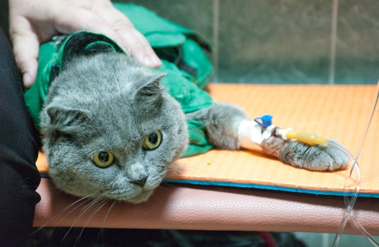 Мейн кун прививки