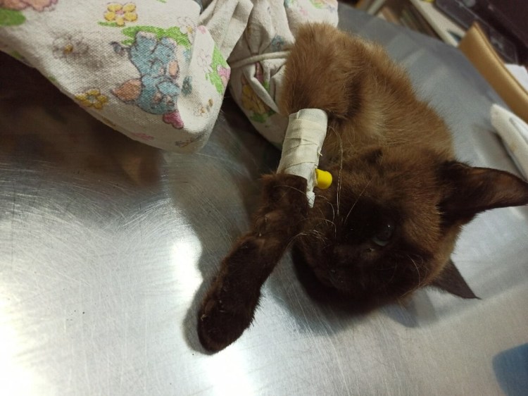 Кошка прячется в темные места