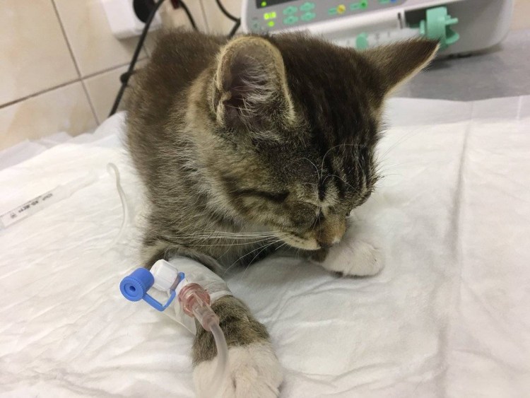 Игорь Мазунин уродливый кот