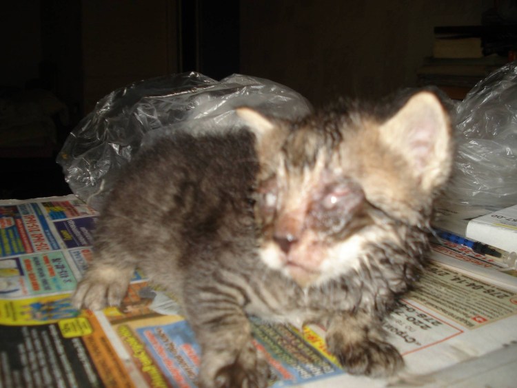 Чумка панлейкопения у кошек