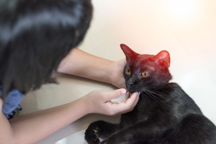 Кальцивироз кальцивироз