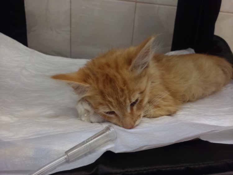 Чумка панлейкопения у кошек