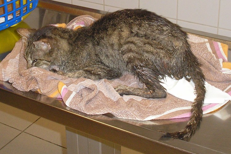 Здоровая кошка