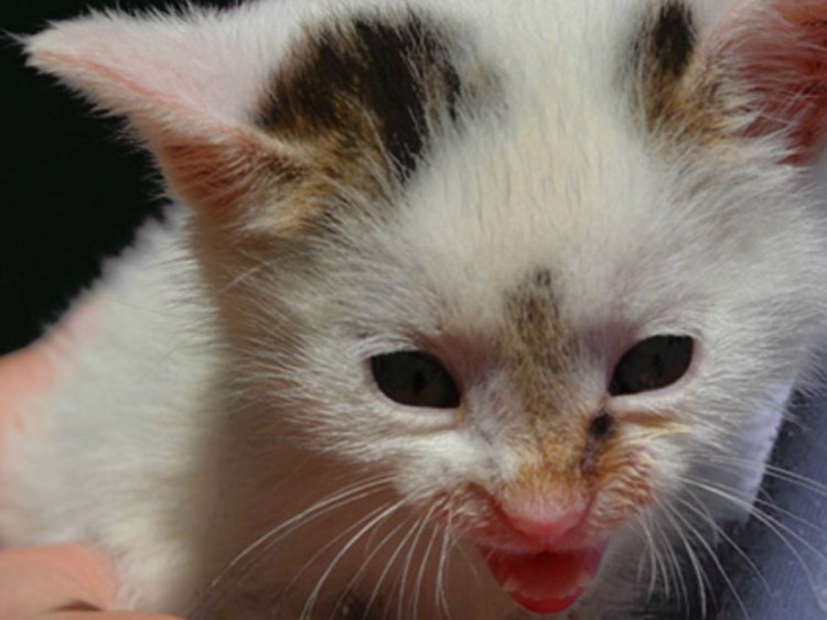 Чума плотоядных животных