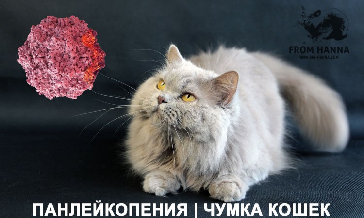 Панлейкопения кошек схема терапии