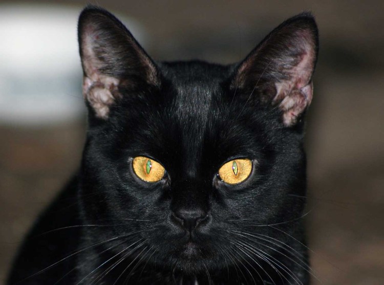 Ориентал кошка черная