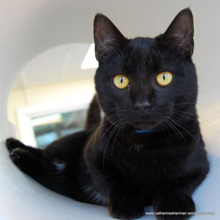 Черный кот в траве