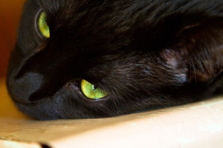 Бомбейская зеленоглазая кошка