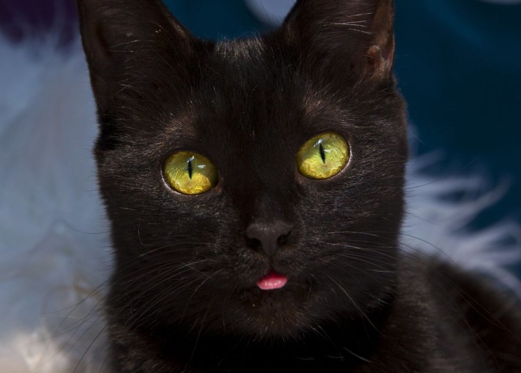 Чёрный кот с янтарными глазами