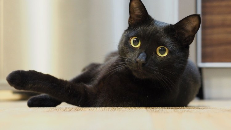 Две черные кошки