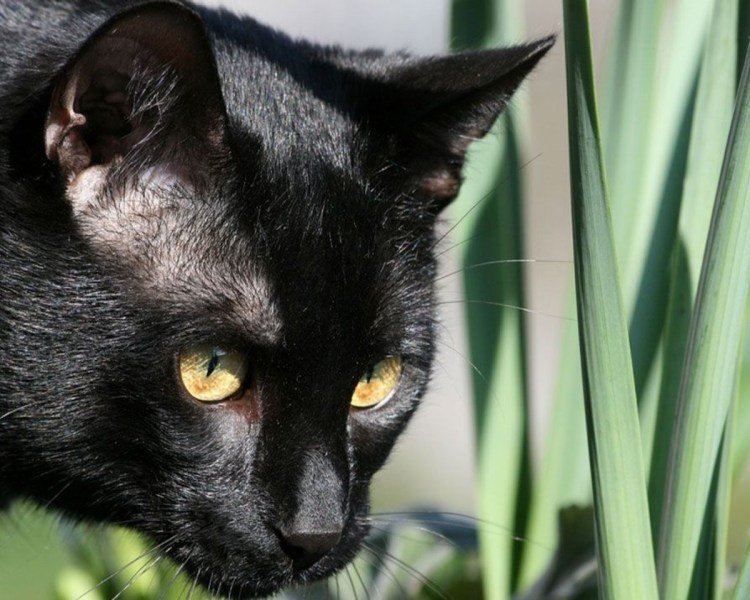 Бомбейская кошка морда