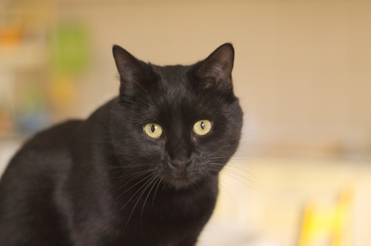 Бомбейская кошка сапфир