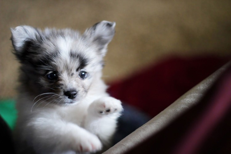 Австралийская овчарка + померанский шпиц