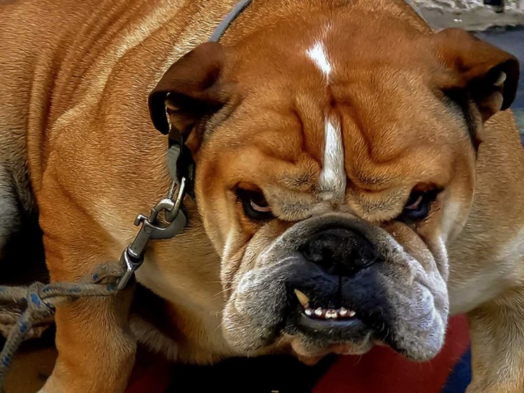 Оскаленный бульдог