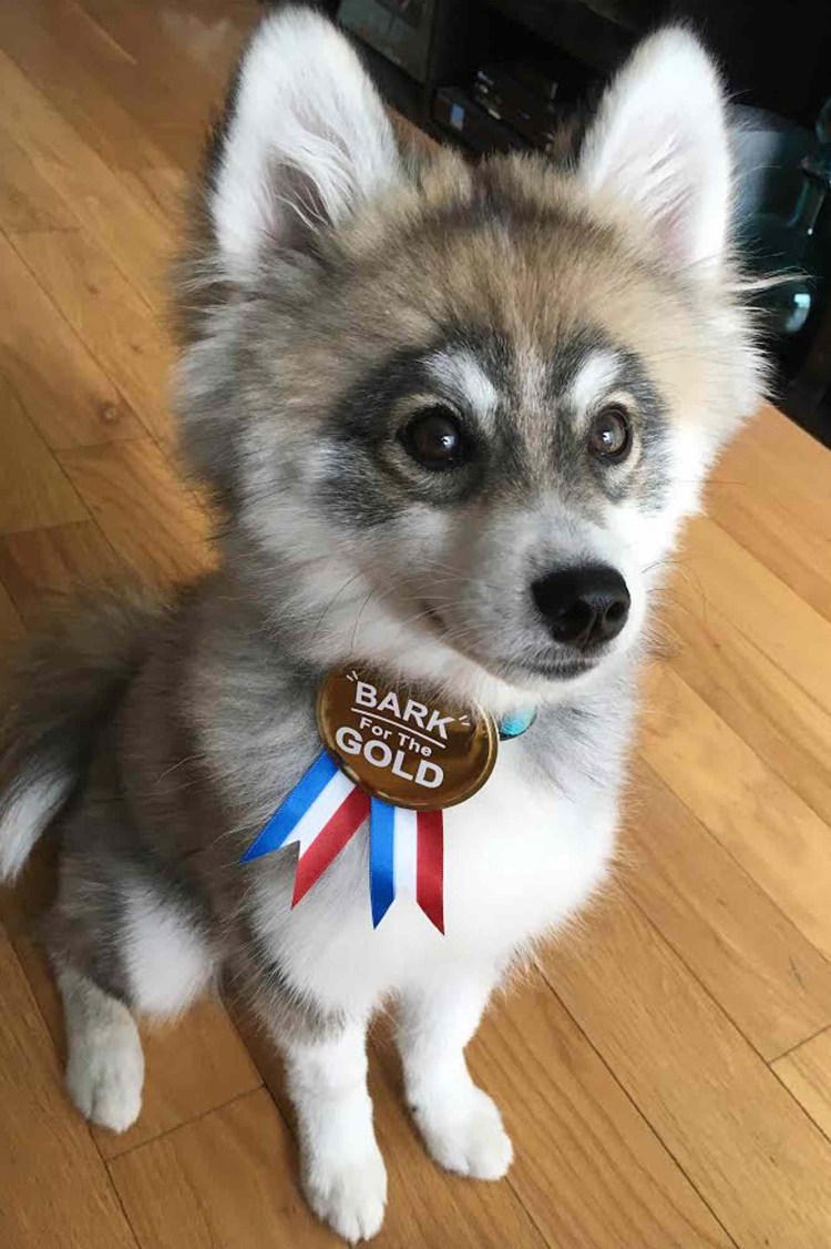 Померанский шпиц и хаски