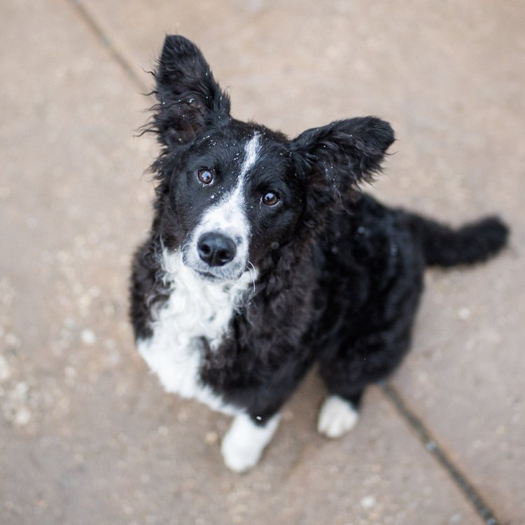 Боевые собаки Доберман