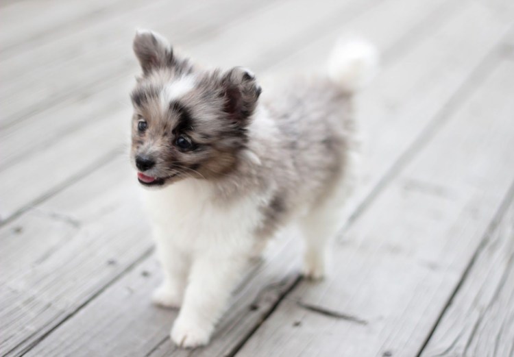 Австралийская овчарка и шпиц