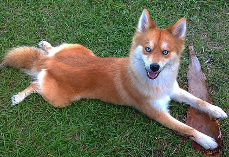 Метис лисы и хаски