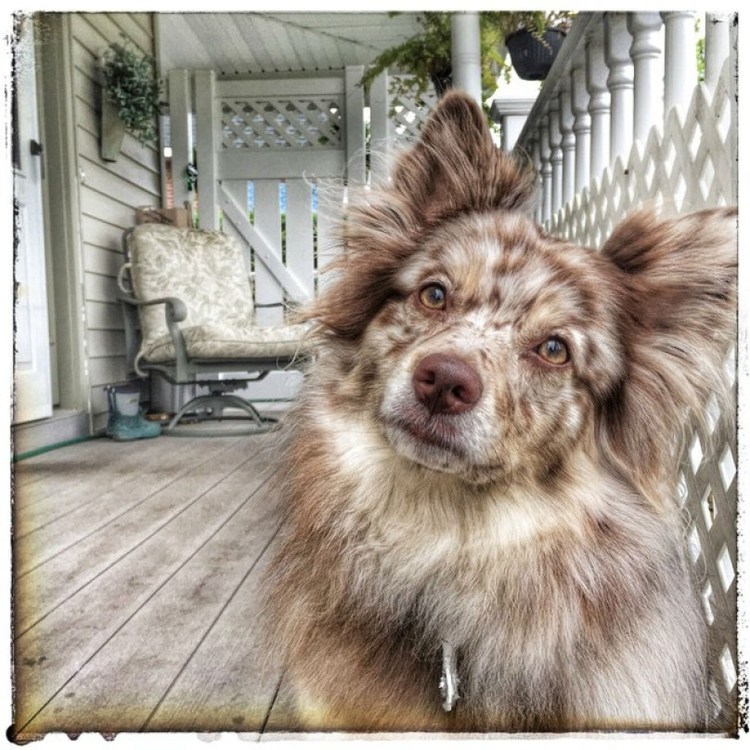 Австралийская овчарка + померанский шпиц