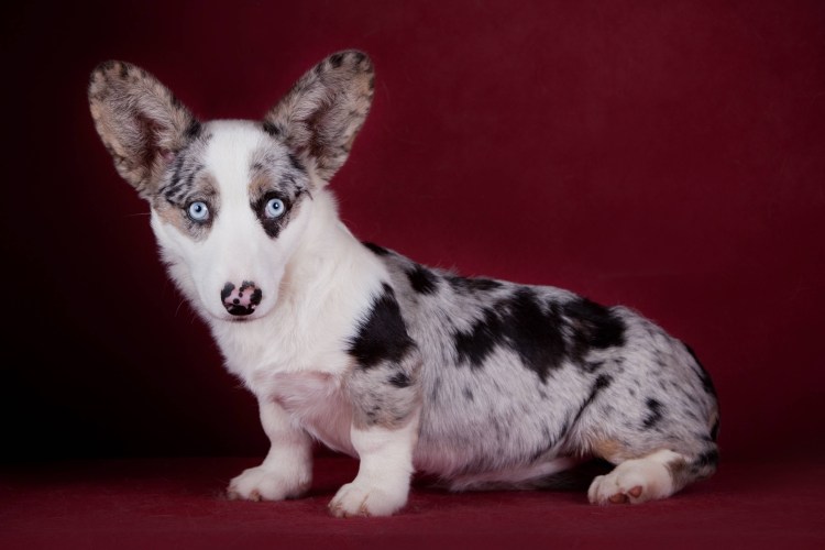 Чау-чау собака