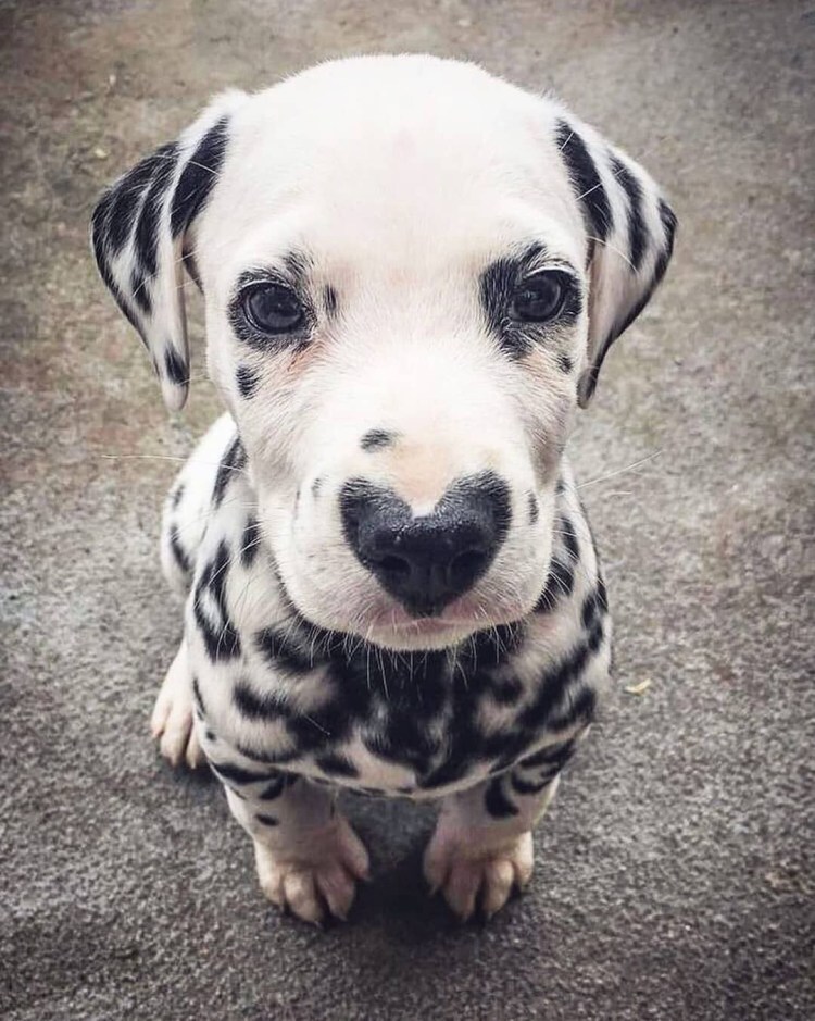 Необычные собаки