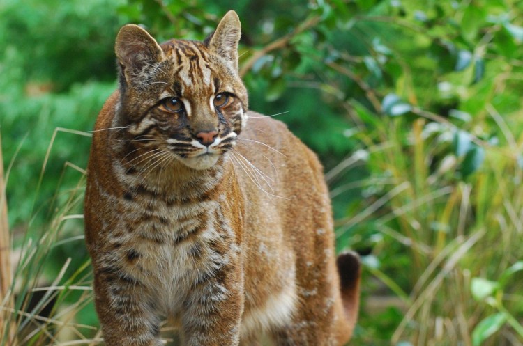 Кошка Темминка черная