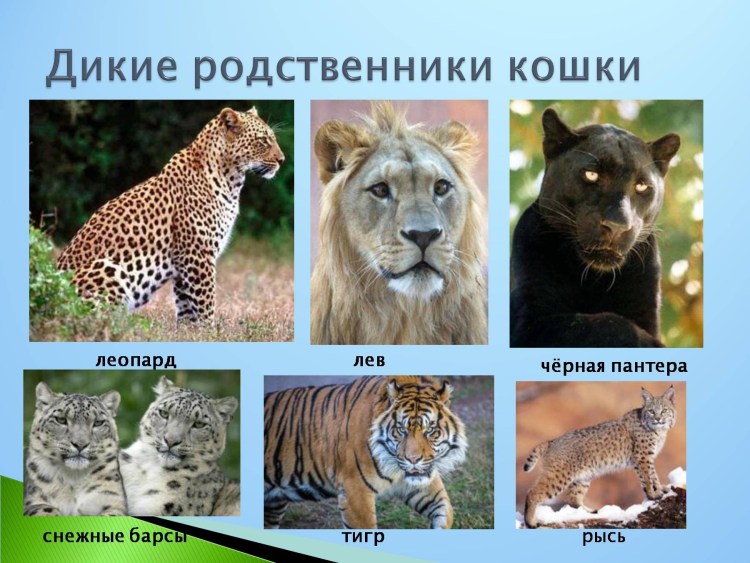 Дикие представители семейства кошачьих